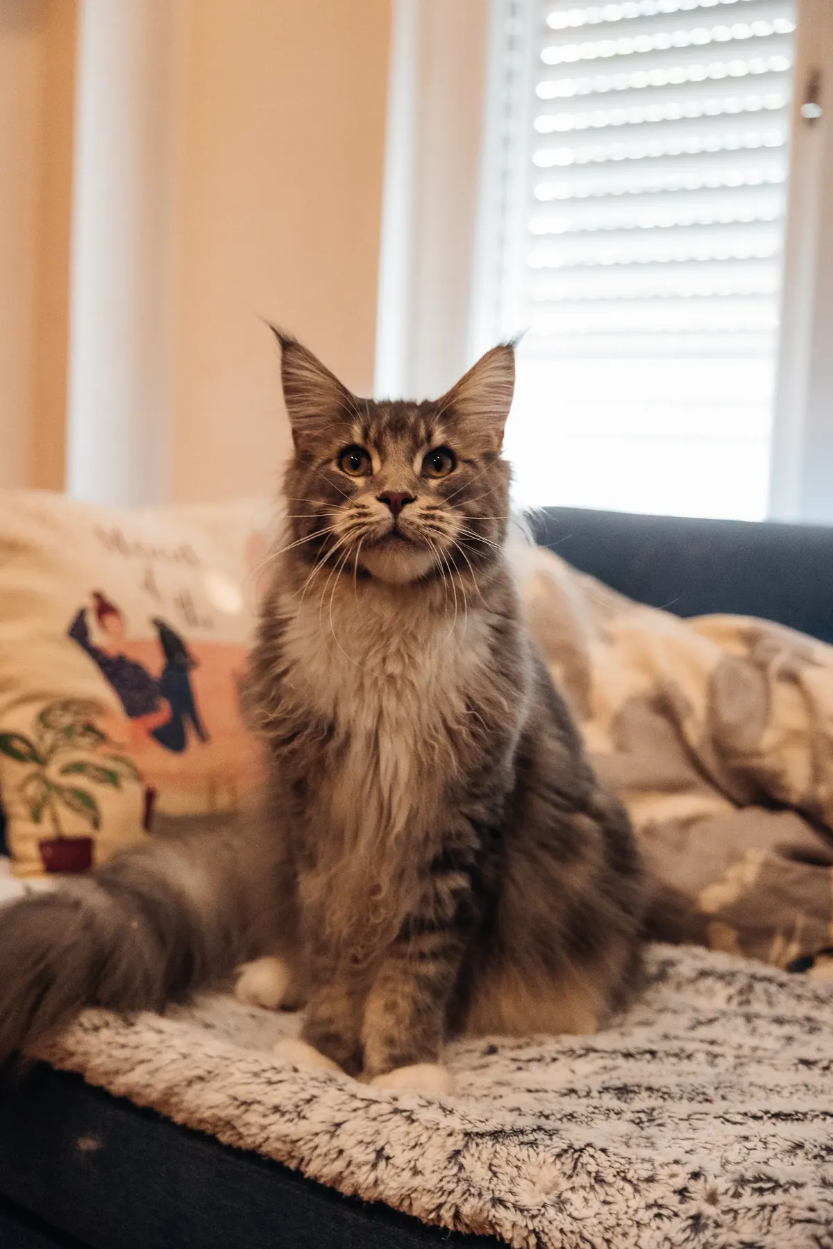 Adult brown tabby Maine Coon with ear tufts sitting on a couch in a warm living room, looking at the camera