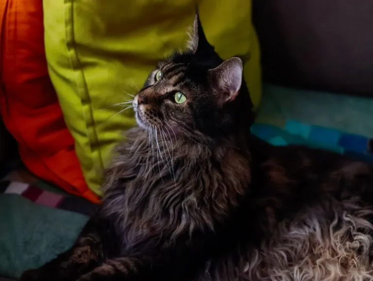 Brown Maine Coon with a full shaggy coat lying on a sofa