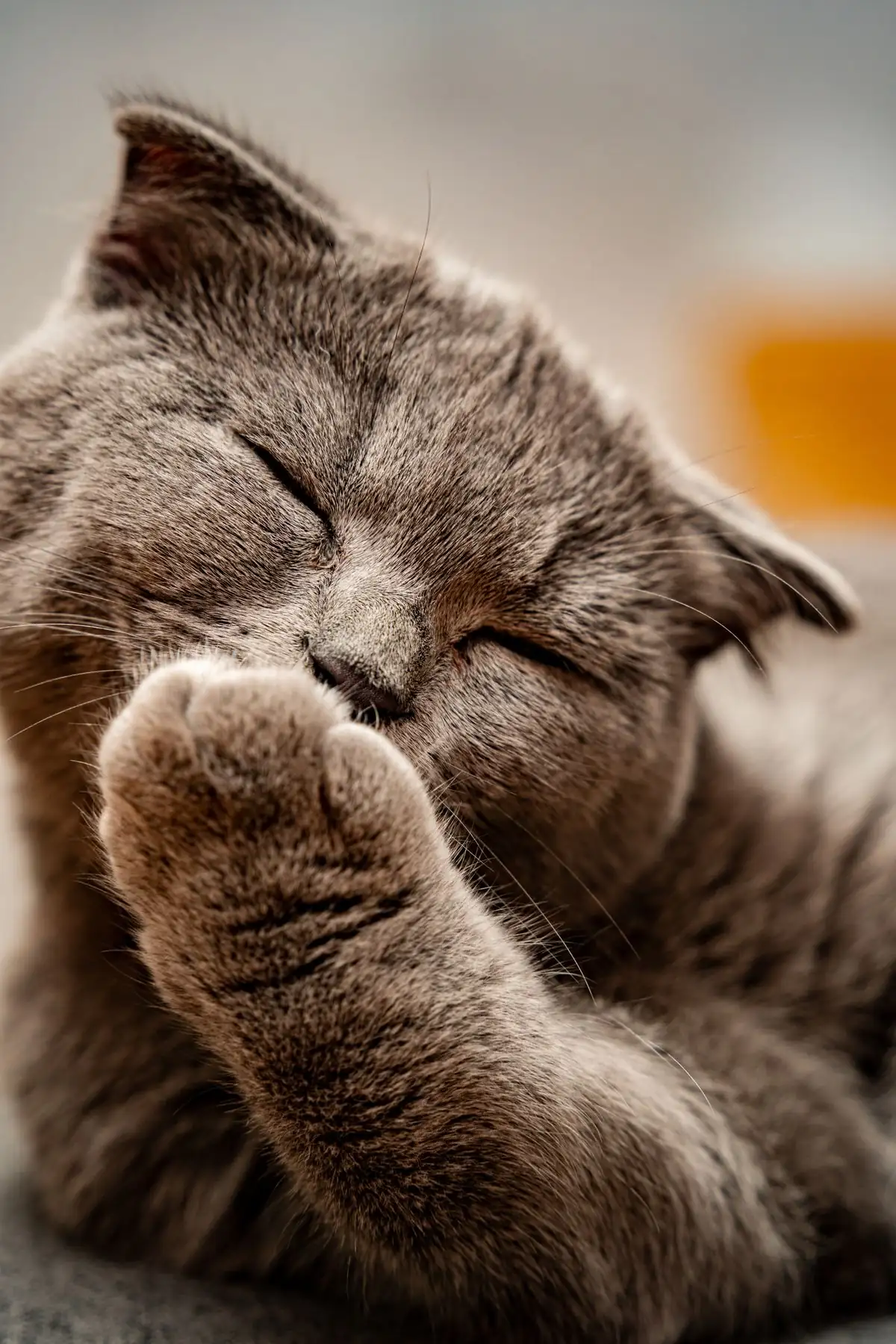 Grey cat mid-groom, washing its face with a raised paw