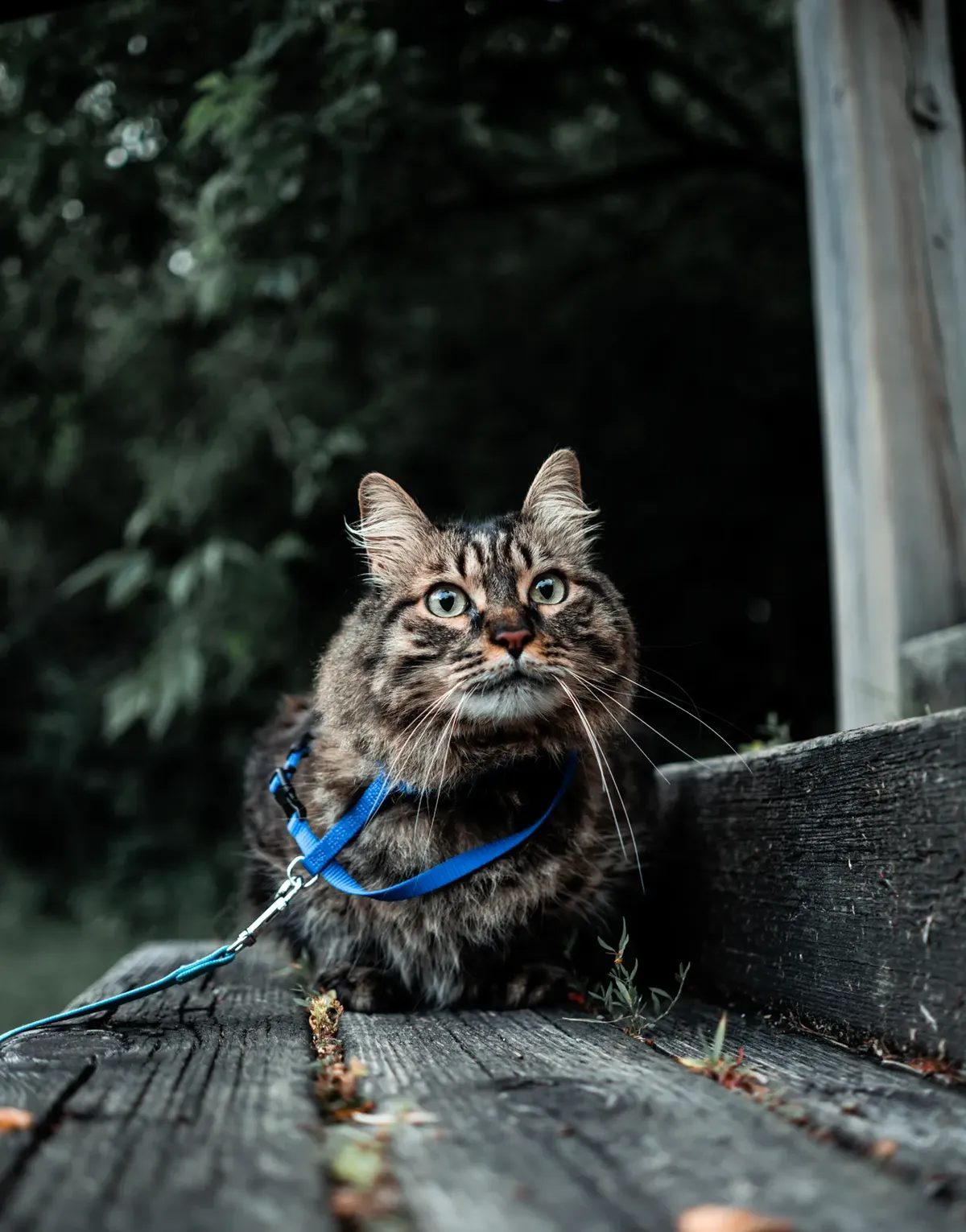 A long-haired tabby cat wearing a blue harness and leash, sitting alert on wooden garden steps with ears forward
