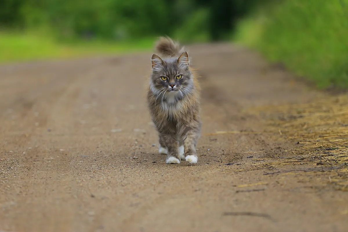 A long-haired brown tabby cat walking toward the camera with its gait visible