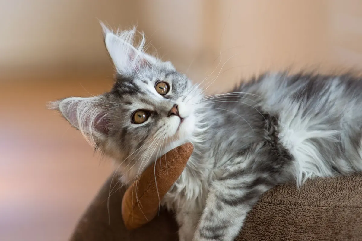 Fluffy Maine Coon kitten with tufted ears looking at the camera in natural light