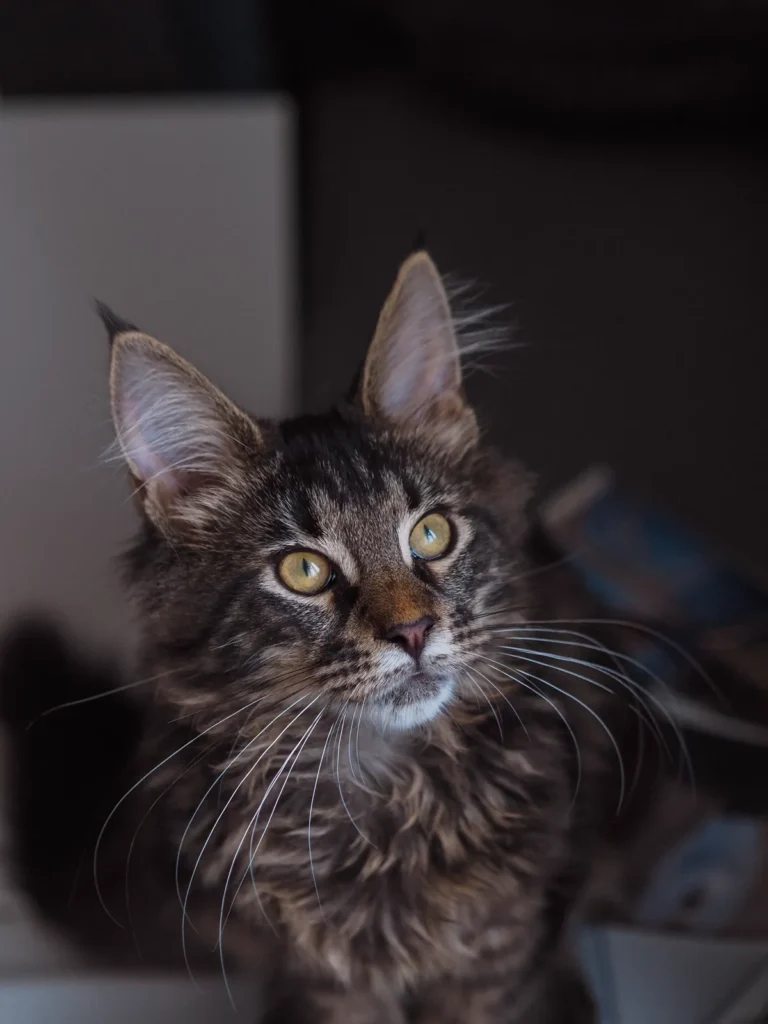 Young brown tabby Maine Coon with green eyes looking curiously at the camera