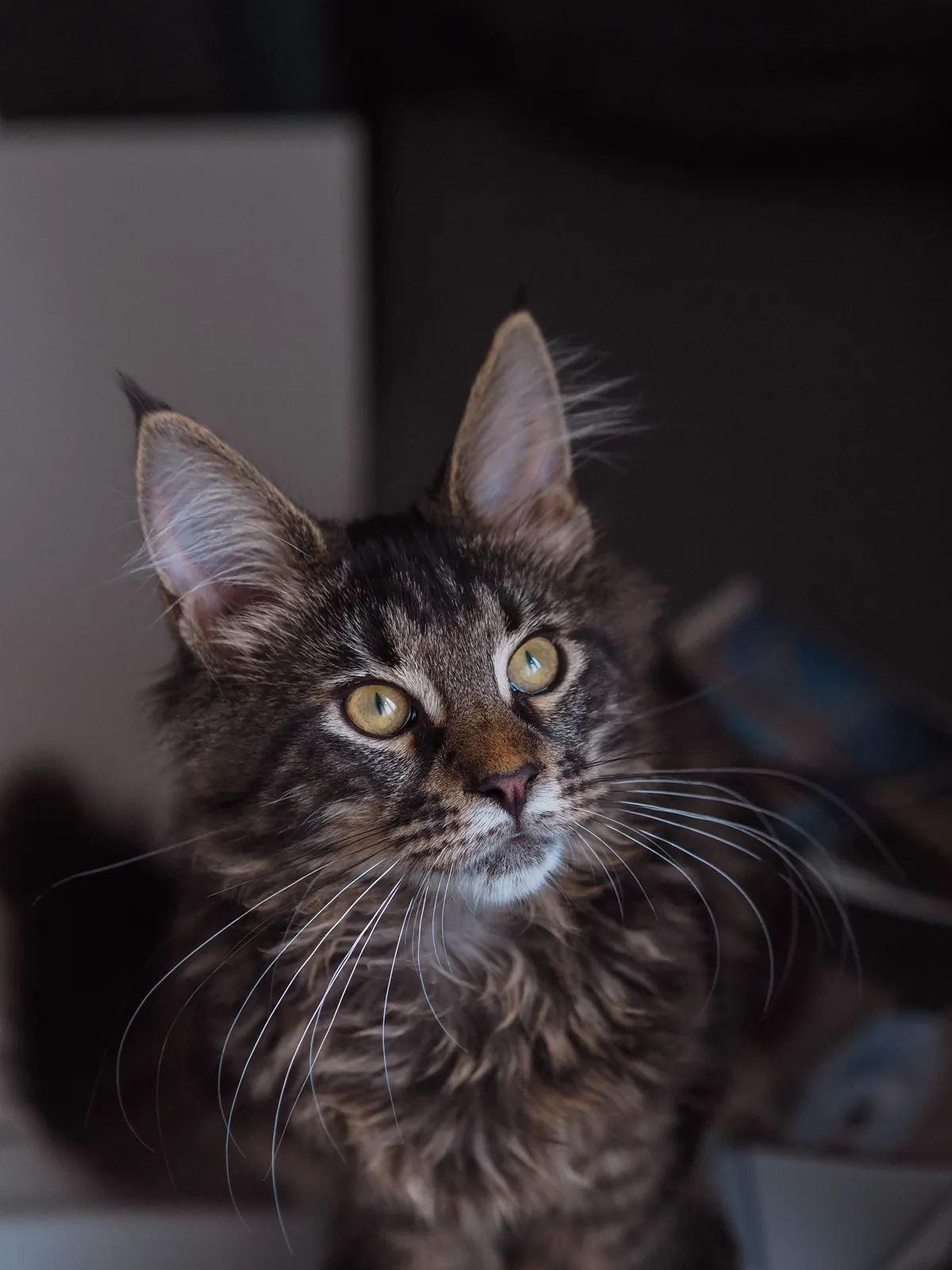 Young brown tabby Maine Coon with green eyes looking curiously at the camera
