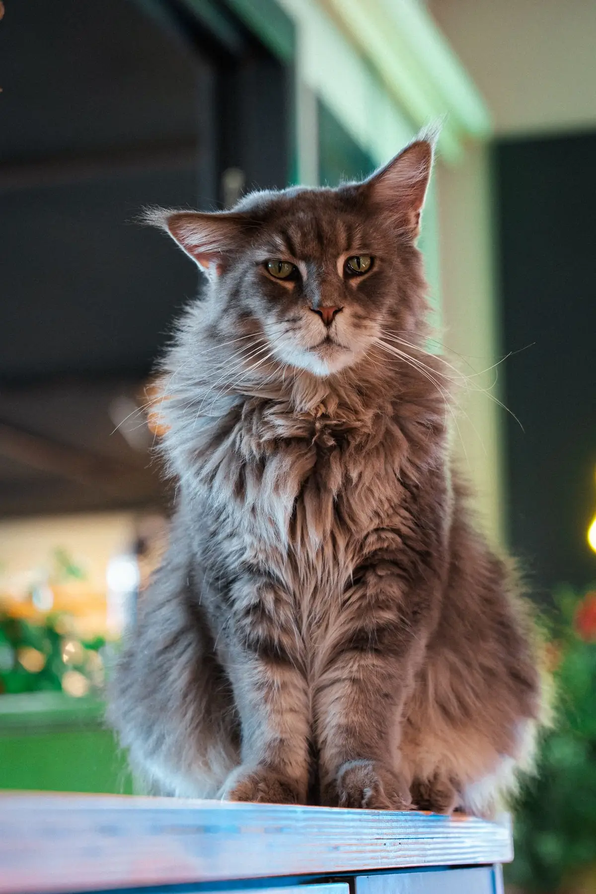 Adult grey Maine Coon cat sitting alert in a sunlit living room