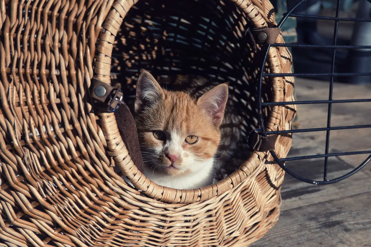 A kitten resting calmly inside an open wicker carrier in sunlight