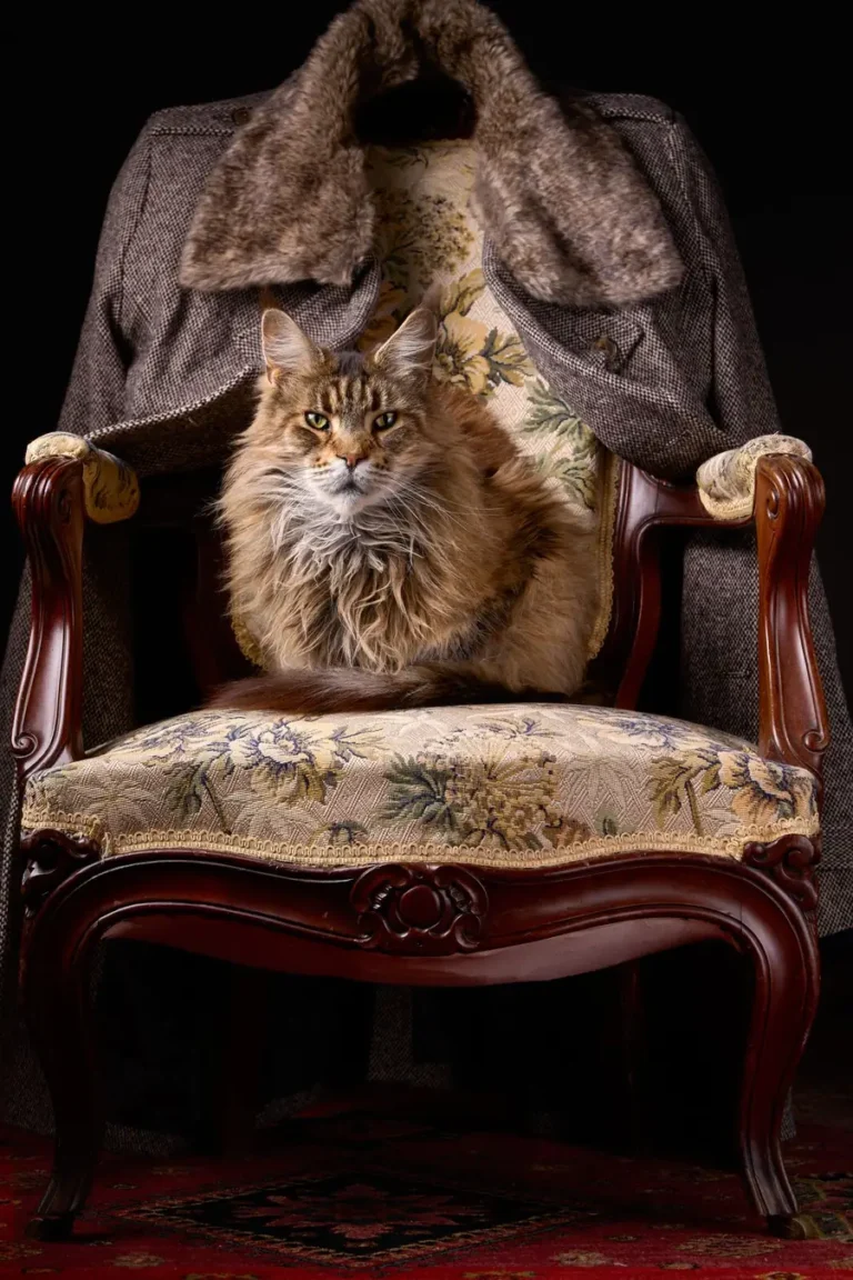 Large fluffy brown tabby Maine Coon with a thick ruff and tufted ears sitting upright looking at the camera