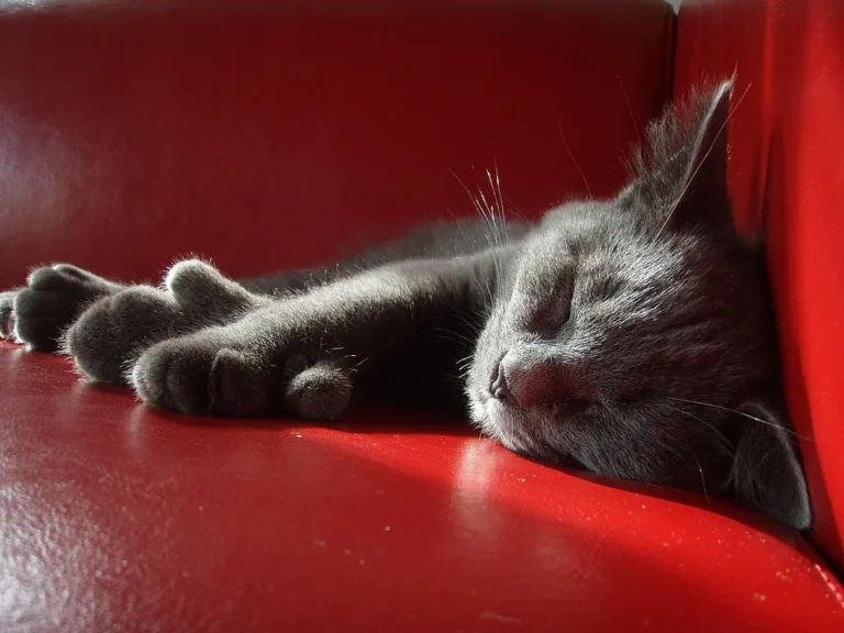 A grey polydactyl cat asleep on a red chair with both front paws stretched out, each showing a clear thumb-like extra toe