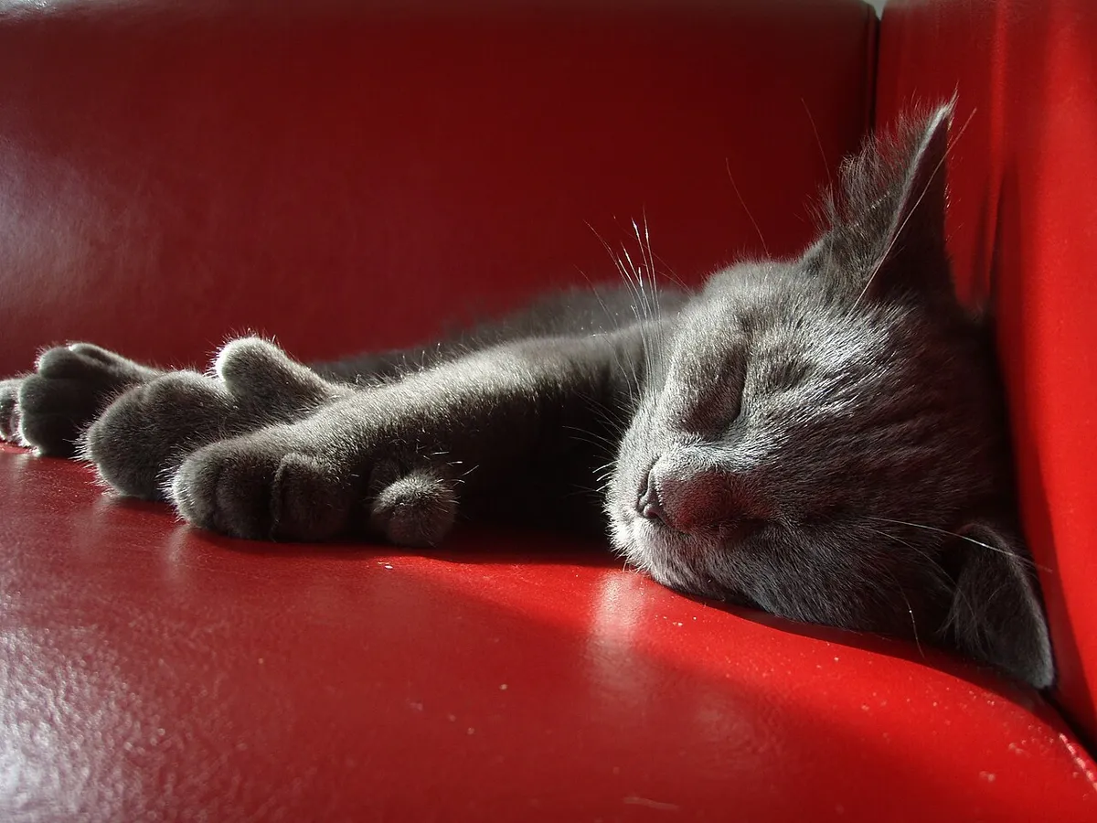 A grey polydactyl cat asleep on a red chair with both front paws stretched out, each showing a clear thumb-like extra toe