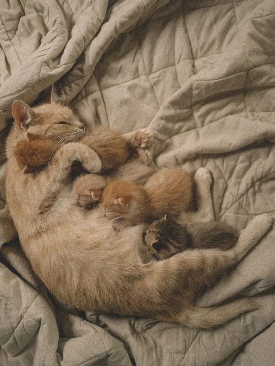 Mother cat resting on a quilt with her newborn kittens nursing beside her