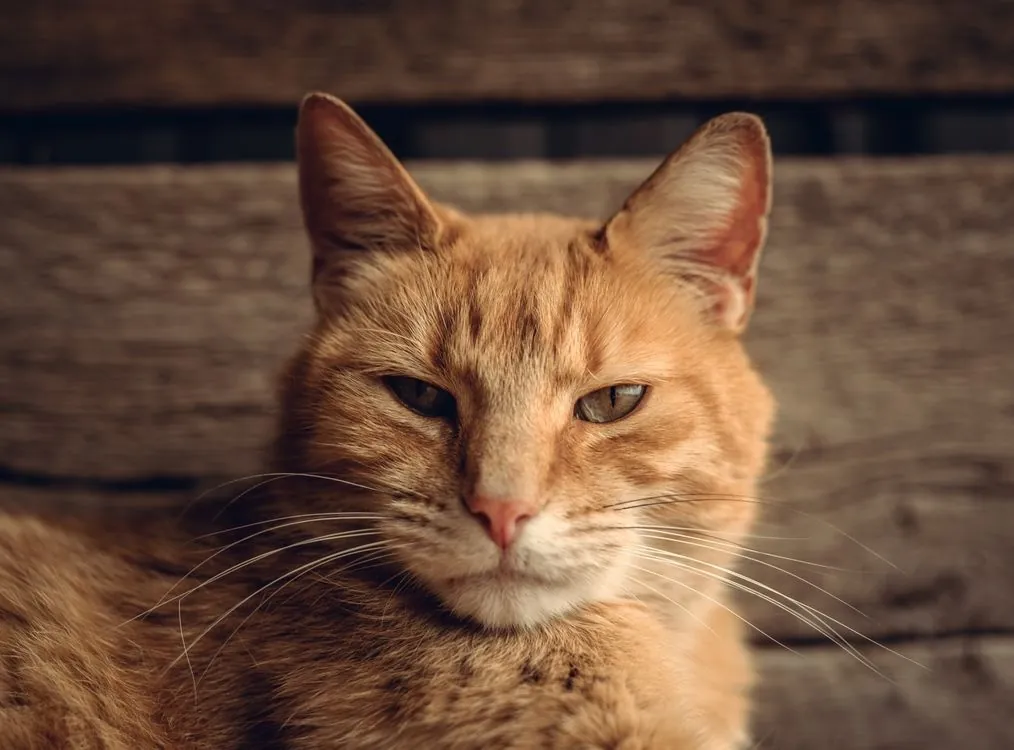 A serene older orange cat with a graying face resting in warm natural light