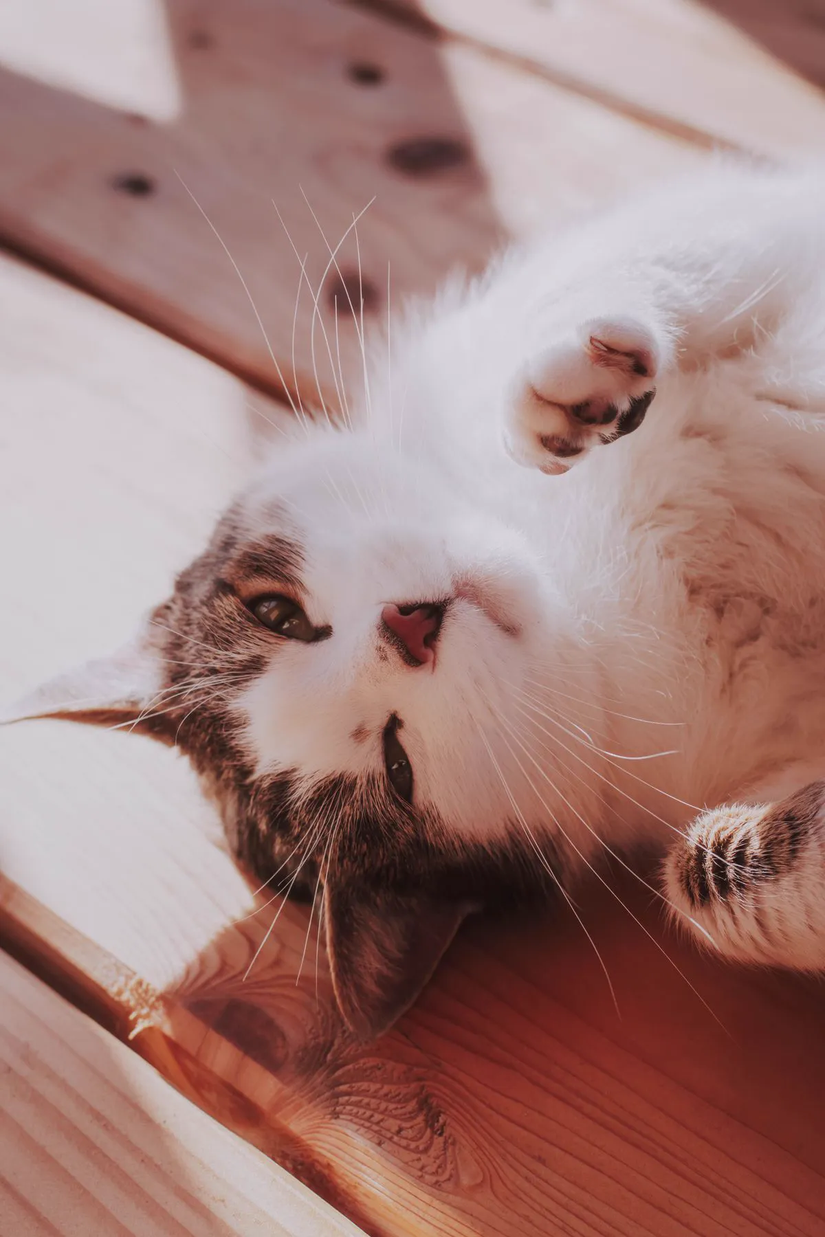 A cat asleep on its back on a sunny wooden floor, paws in the air