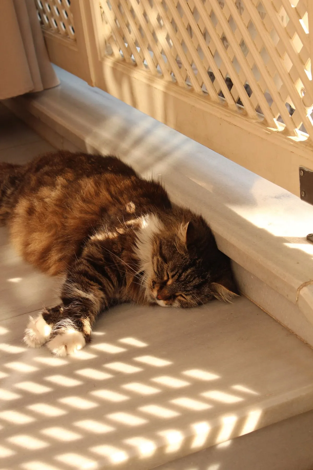 Long-haired cat sprawled flat on cool tile floor in summer sunlight