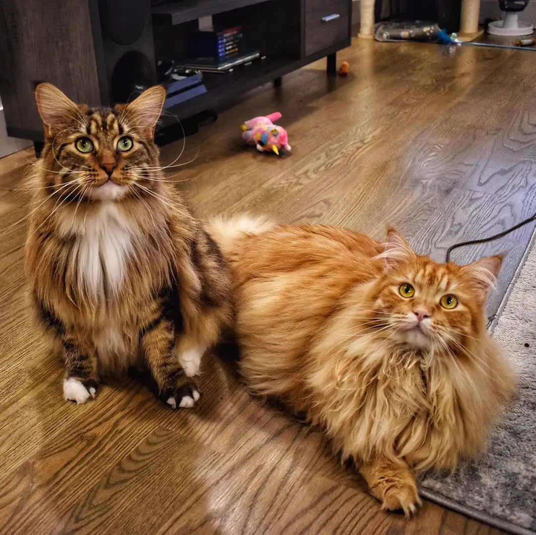 A brown tabby Maine Coon with a white chest sitting proudly next to an orange longhaired cat, both looking at the camera