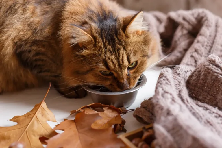 Fluffy long-haired tabby cat drinking water from a stainless steel bowl