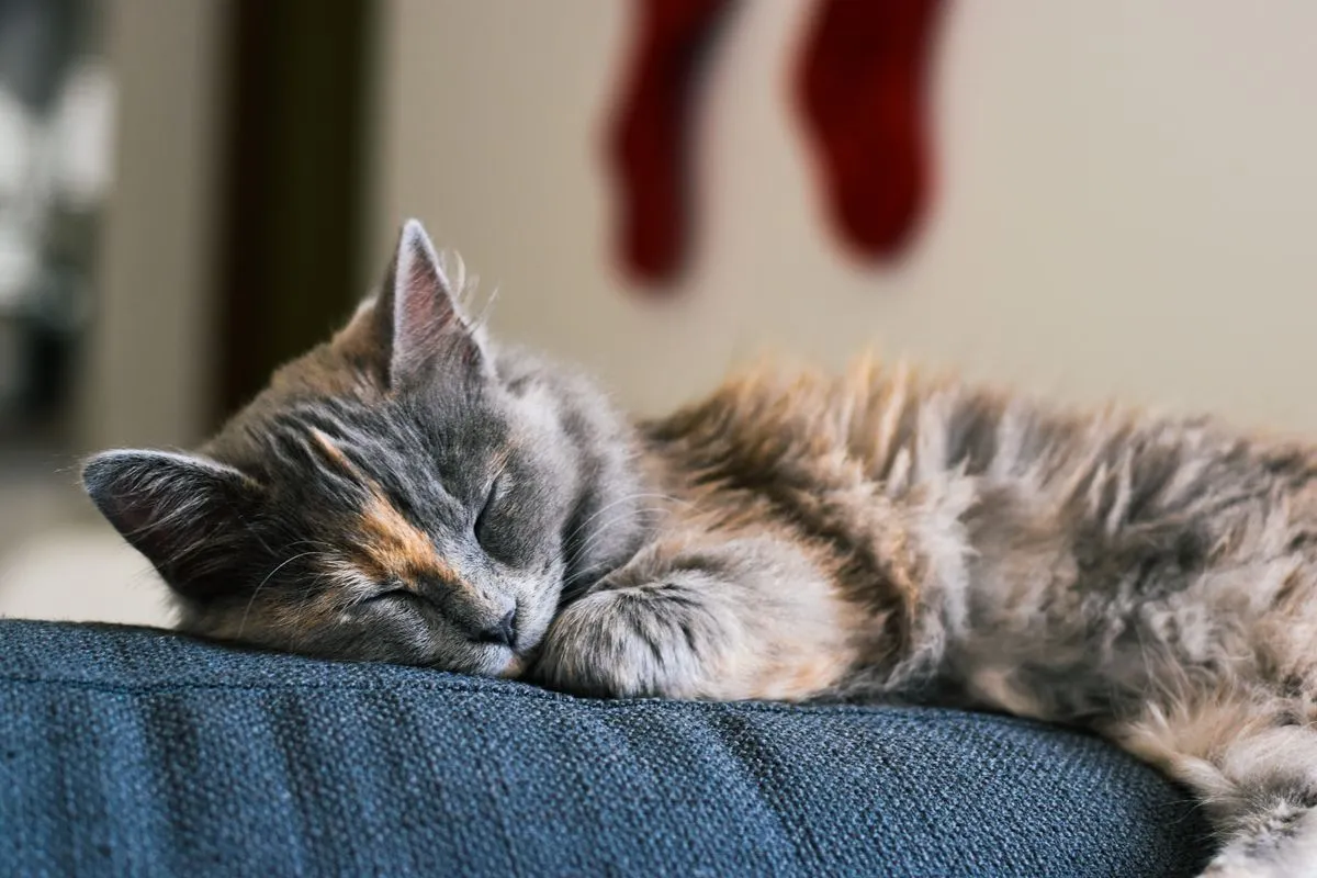 Fluffy long-haired cat curled up asleep on a couch in soft daylight