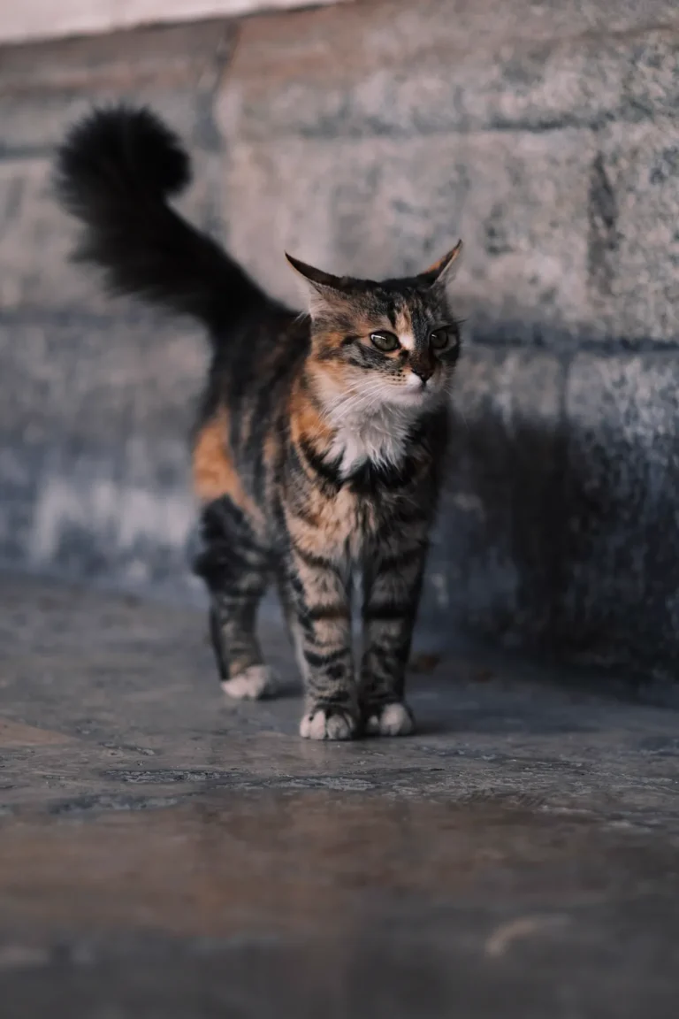 A torbie Maine Coon cat standing alert, showing her black, brown and ginger striped patchwork coat