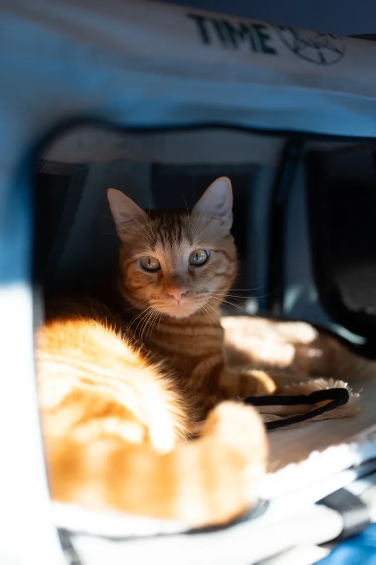 An orange tabby cat looking at the camera from inside an open soft pet carrier