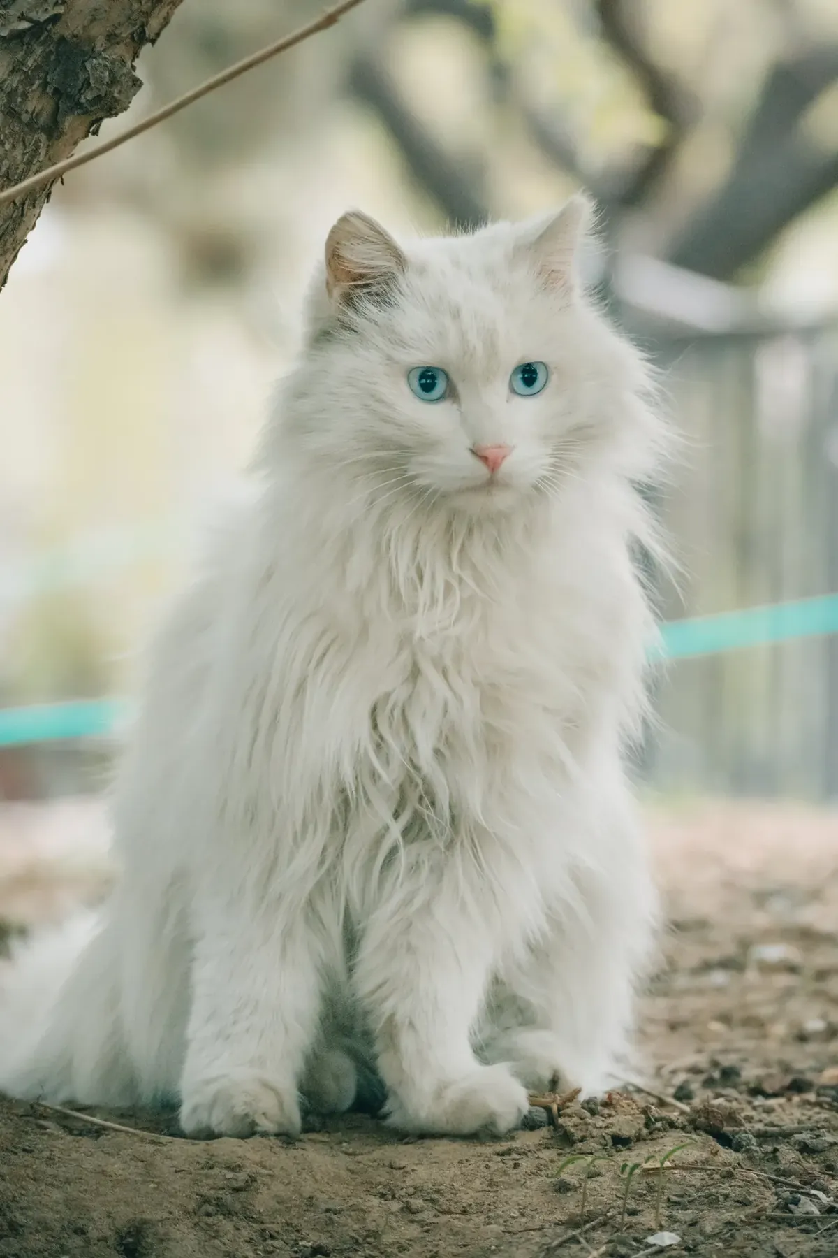 White long-haired cat sitting upright in soft natural light, thick ruff and bushy tail, pink nose and vivid blue eyes, looking at the camera.