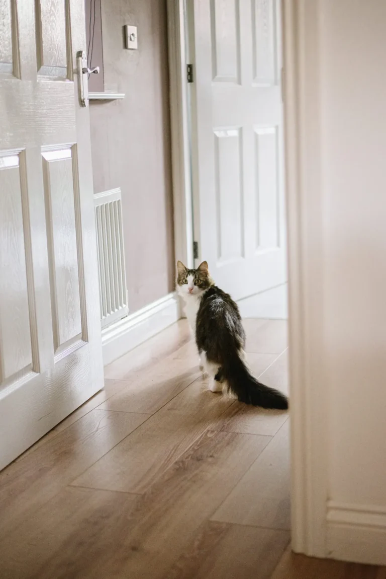 Fluffy long-haired tabby cat pausing in a bright home hallway and looking back at the camera
