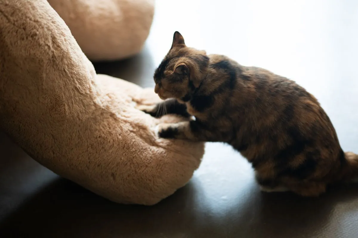 A tabby cat kneading a soft plush toy with its front paws