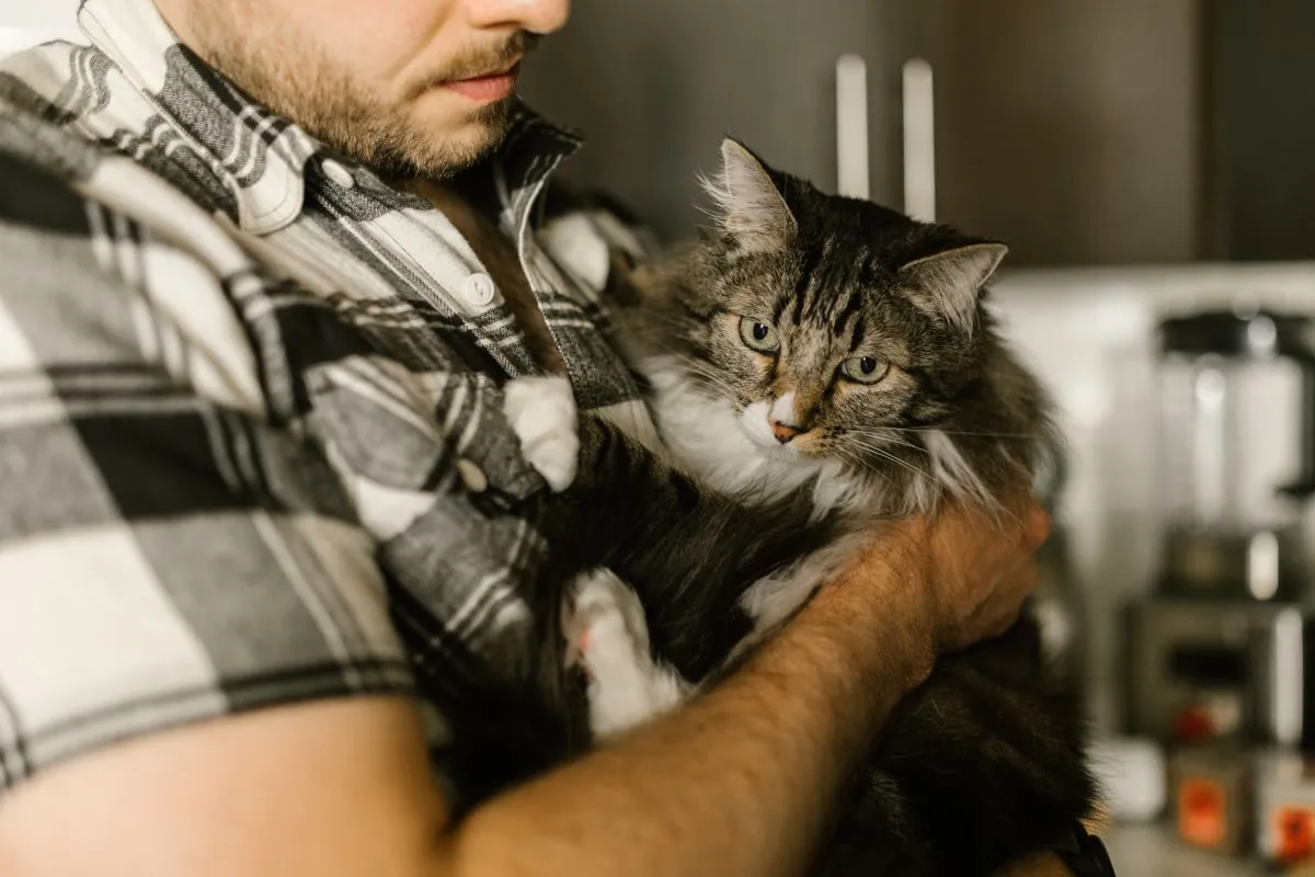 A person holding a fluffy tabby cat