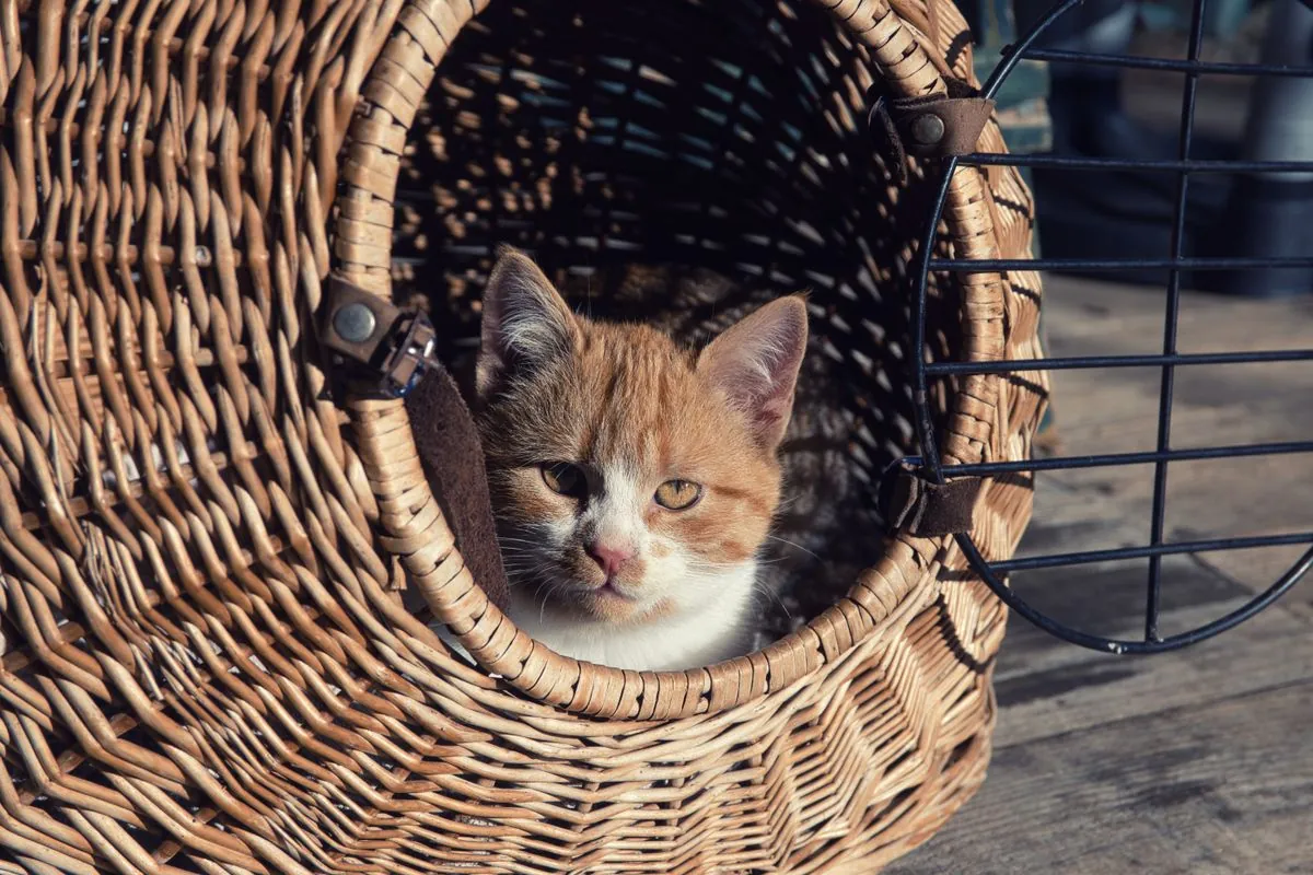 A ginger and white kitten resting in a wicker basket carrier