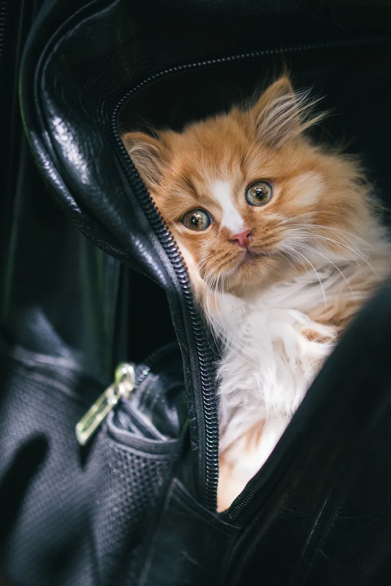A Persian kitten peeking out of a black travel bag