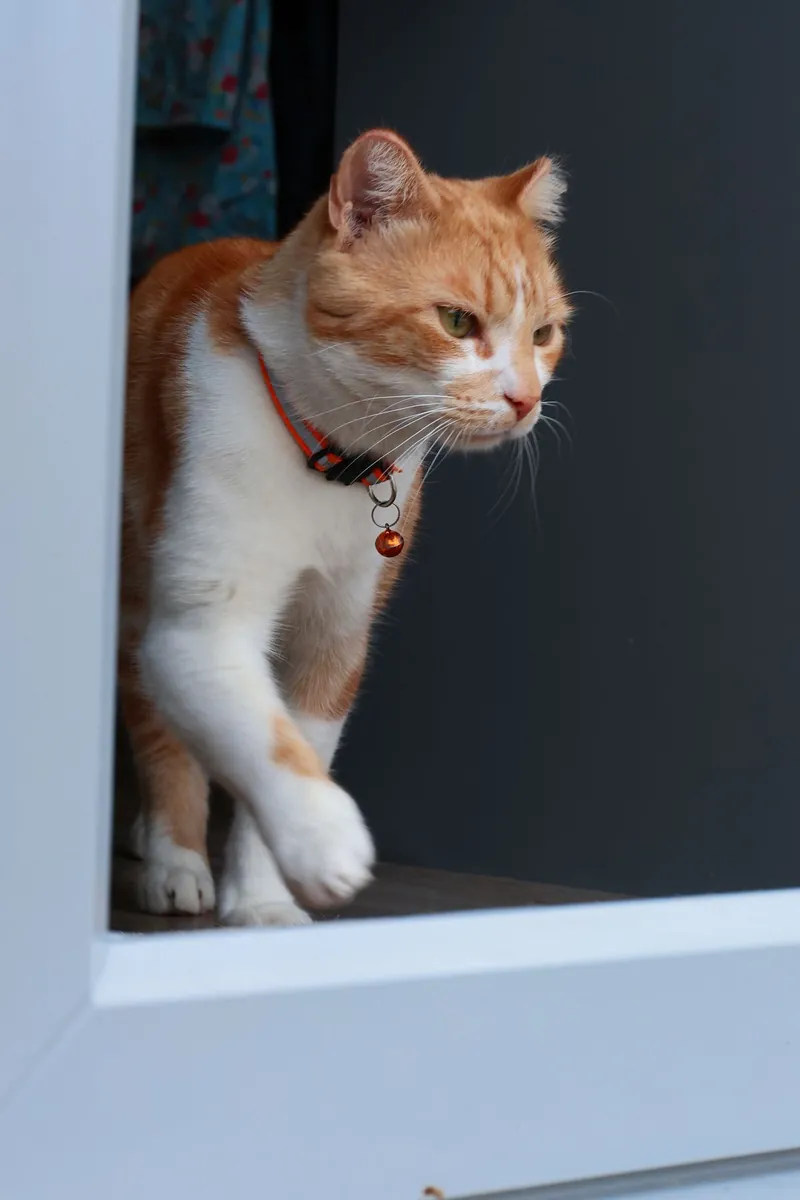 A ginger tabby cat stepping through a doorway indoors