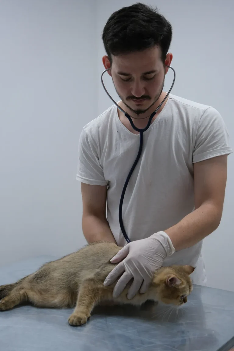 A veterinarian with a stethoscope examining a cat on an exam table