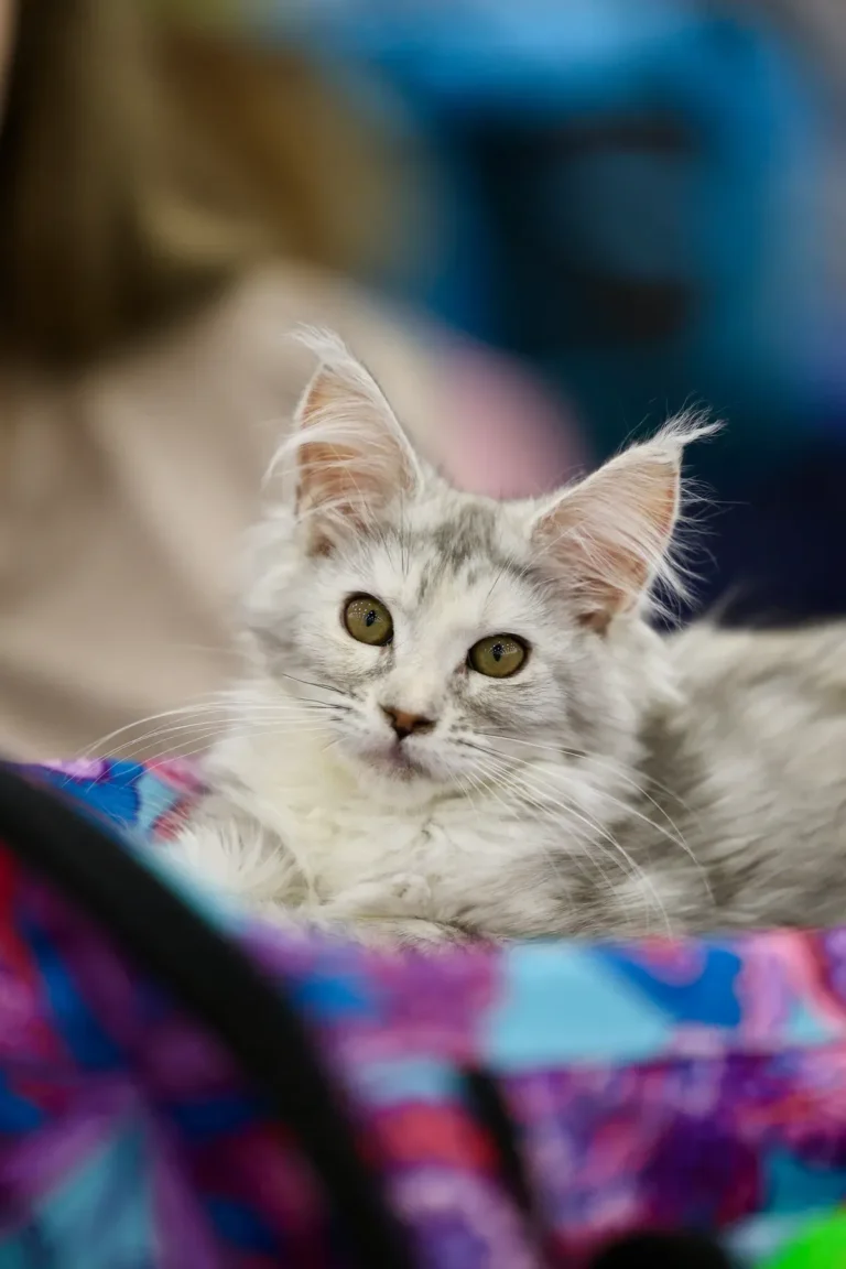 A silver Maine Coon kitten with expressive eyes resting indoors