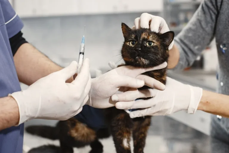 Kitten being gently examined on a veterinary exam table by a vet in scrubs