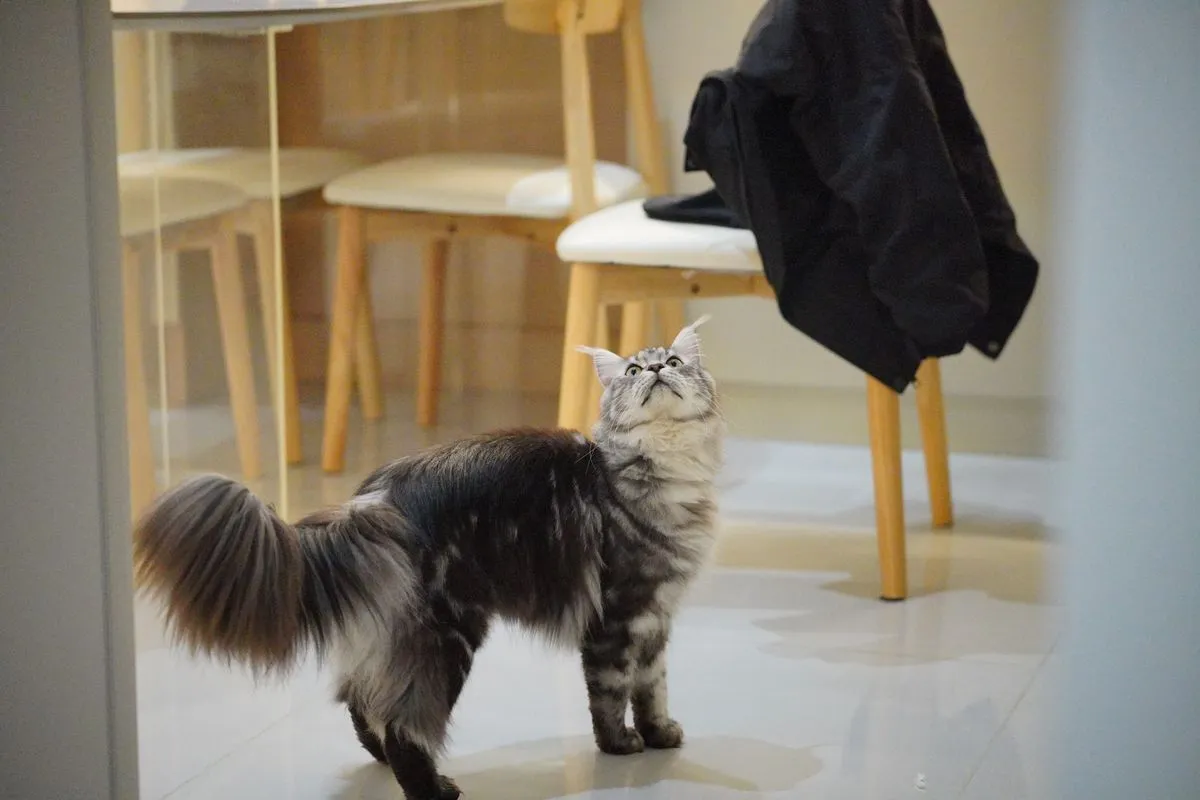 Adult silver tabby Maine Coon standing in profile with a full plumed tail