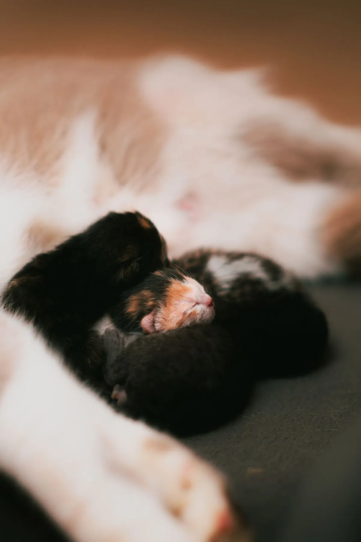 Newborn kittens nestled against their mother, eyes still closed