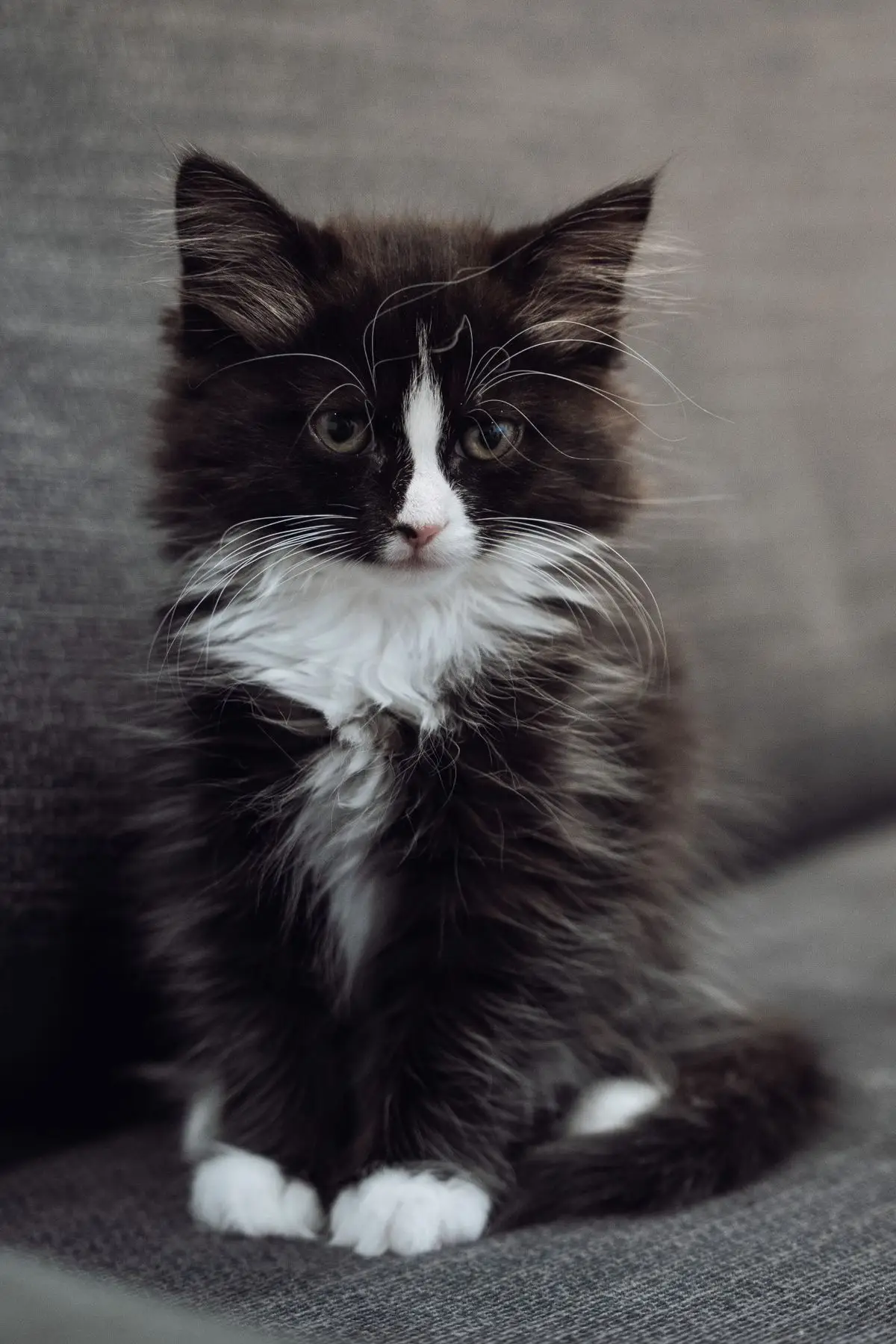 Young black and white long-haired kitten sitting and looking at the camera