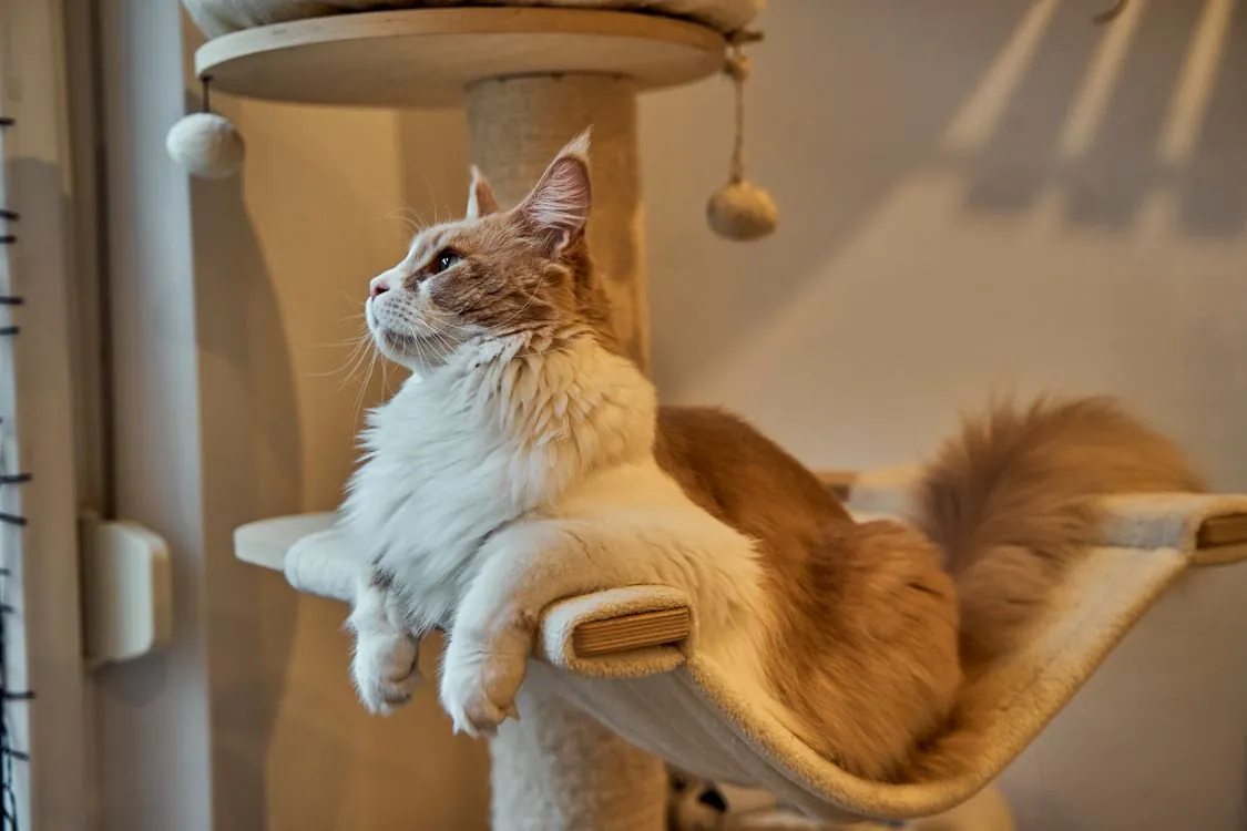 Maine Coon lounging on a high perch of a cat tree indoors