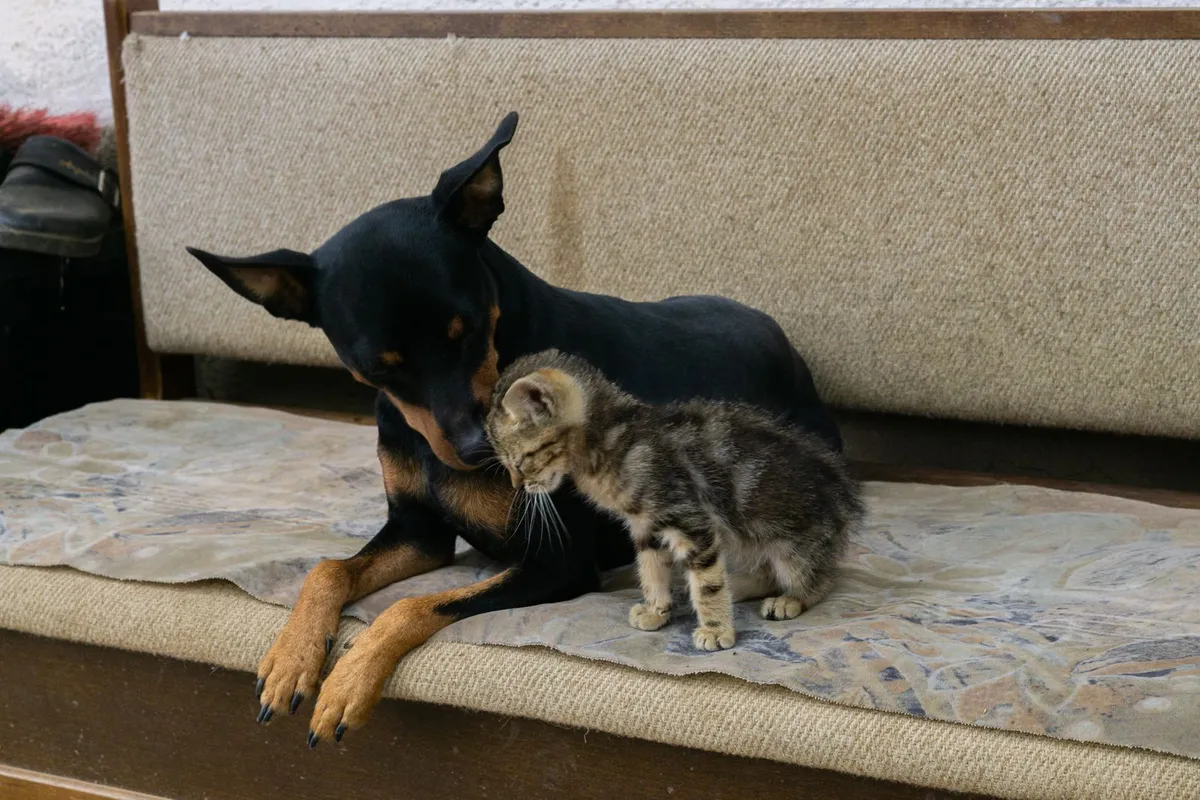 A calm small dog lying on a sofa beside a tabby kitten