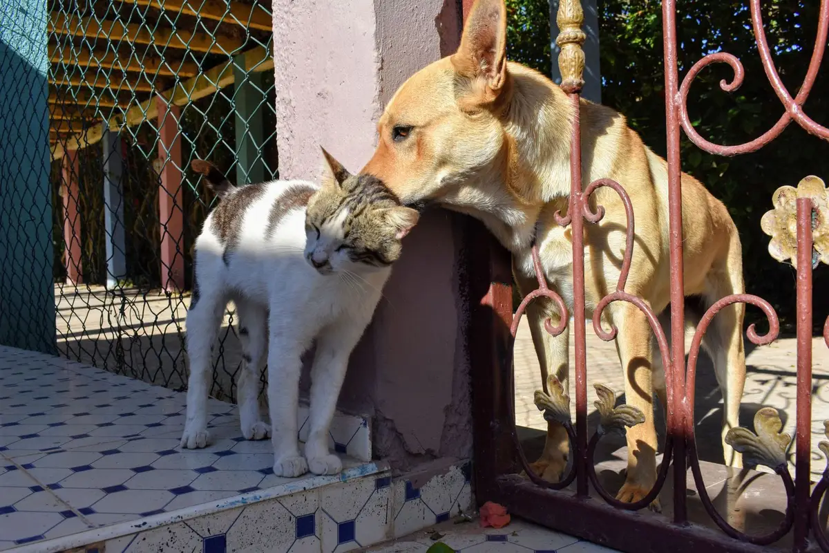 A cat and a dog meeting calmly on opposite sides of a gate