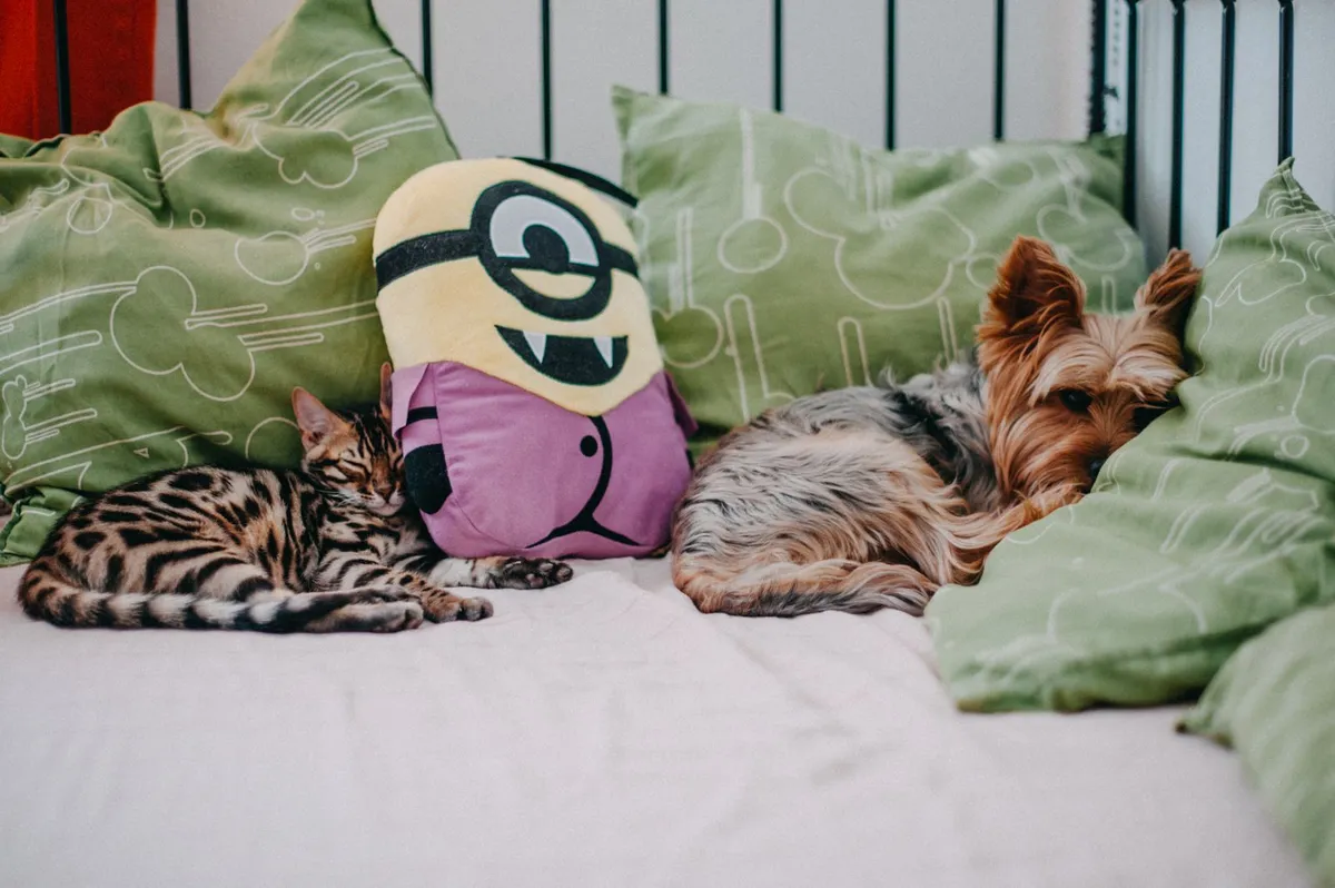 A cat and a small dog napping together on the same bed