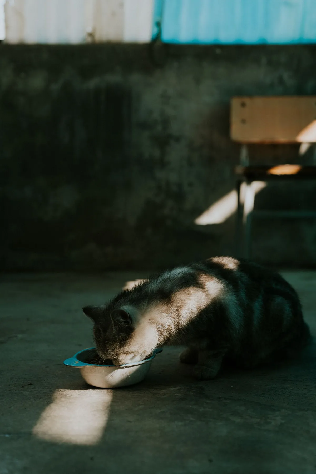 A tabby cat eating undisturbed from its own food bowl