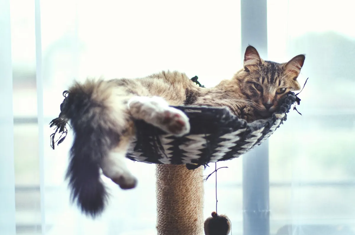 A long-haired tabby cat lounging on a high cat tree perch by a bright window