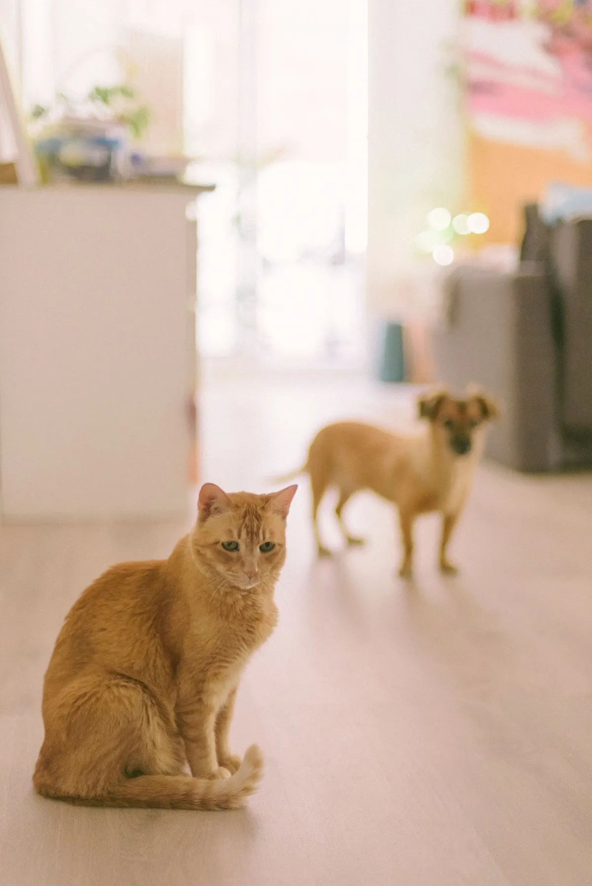 A ginger cat sitting calmly in a bright living room while a dog stands at a distance behind it
