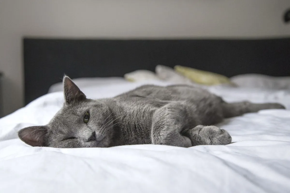 A gray cat resting on a bed in a softly lit bedroom