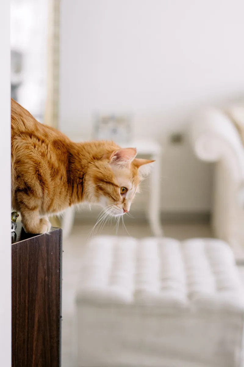 An orange tabby cat perched on a shelf in a bright room