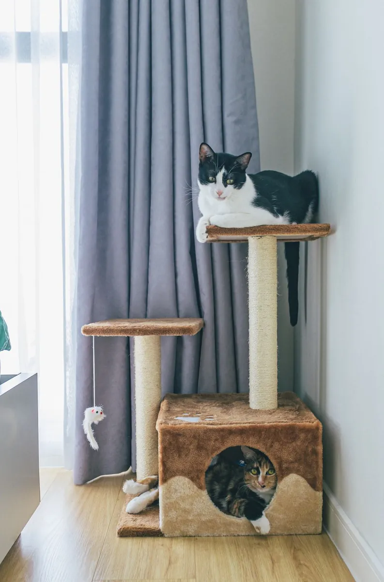 Two cats resting on a multi-level cat tree in an apartment corner