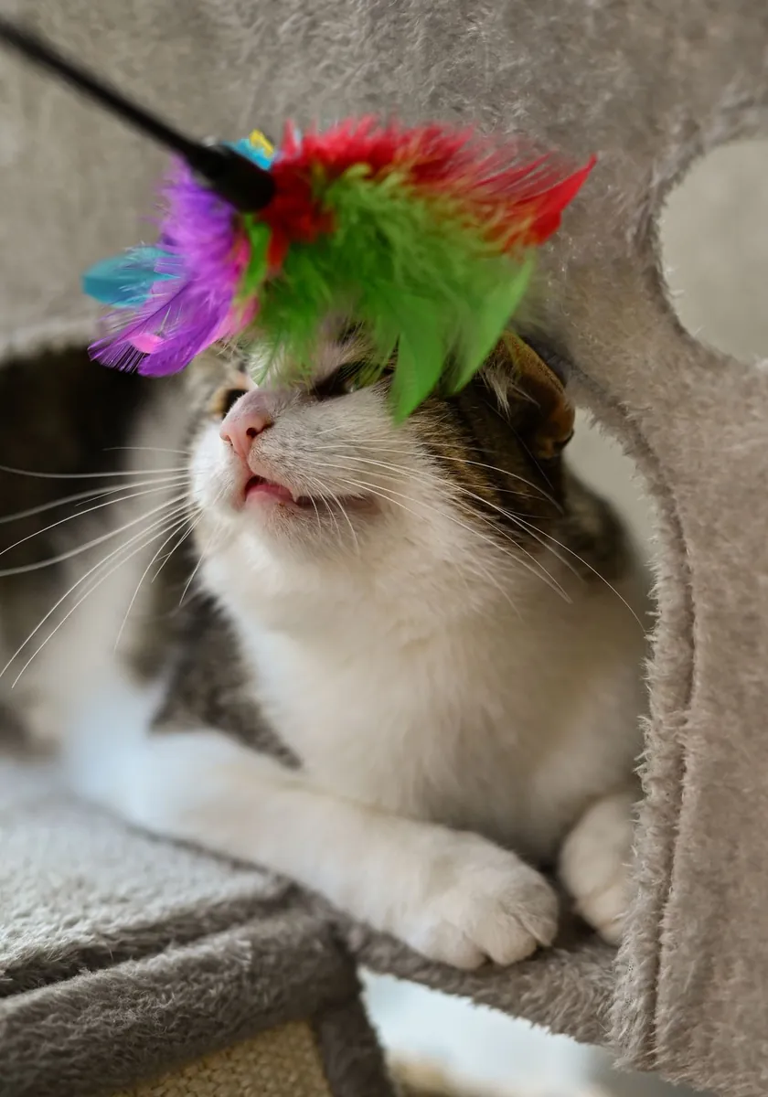 A tabby cat playing with a colorful feather wand toy indoors