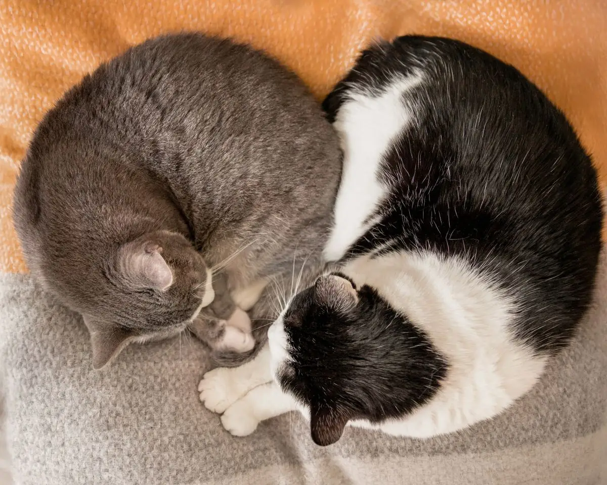 Two cats curled up together on a soft blanket