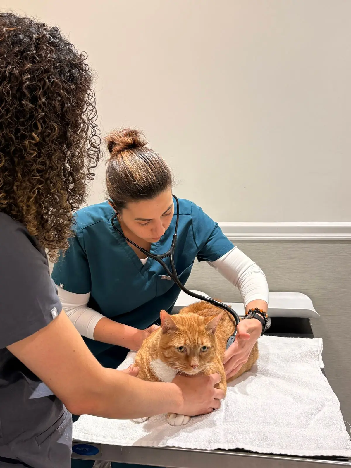 Veterinarian examining an orange cat with a stethoscope on an exam table