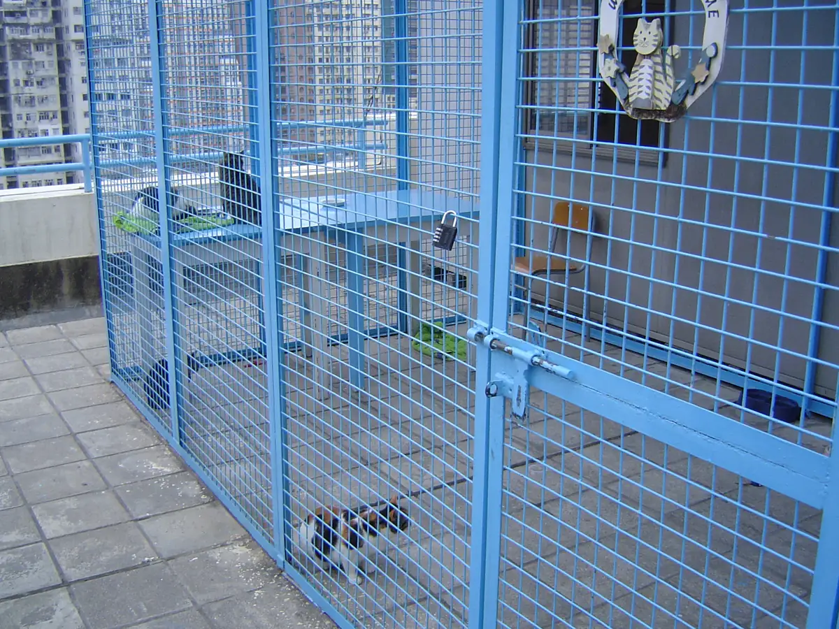 A blue metal-framed outdoor cat enclosure on a balcony with a padlock securing the door, cats resting inside
