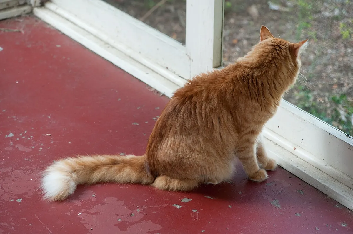 A fluffy orange long-haired cat sitting on a screened-in porch looking out through the screen at the garden